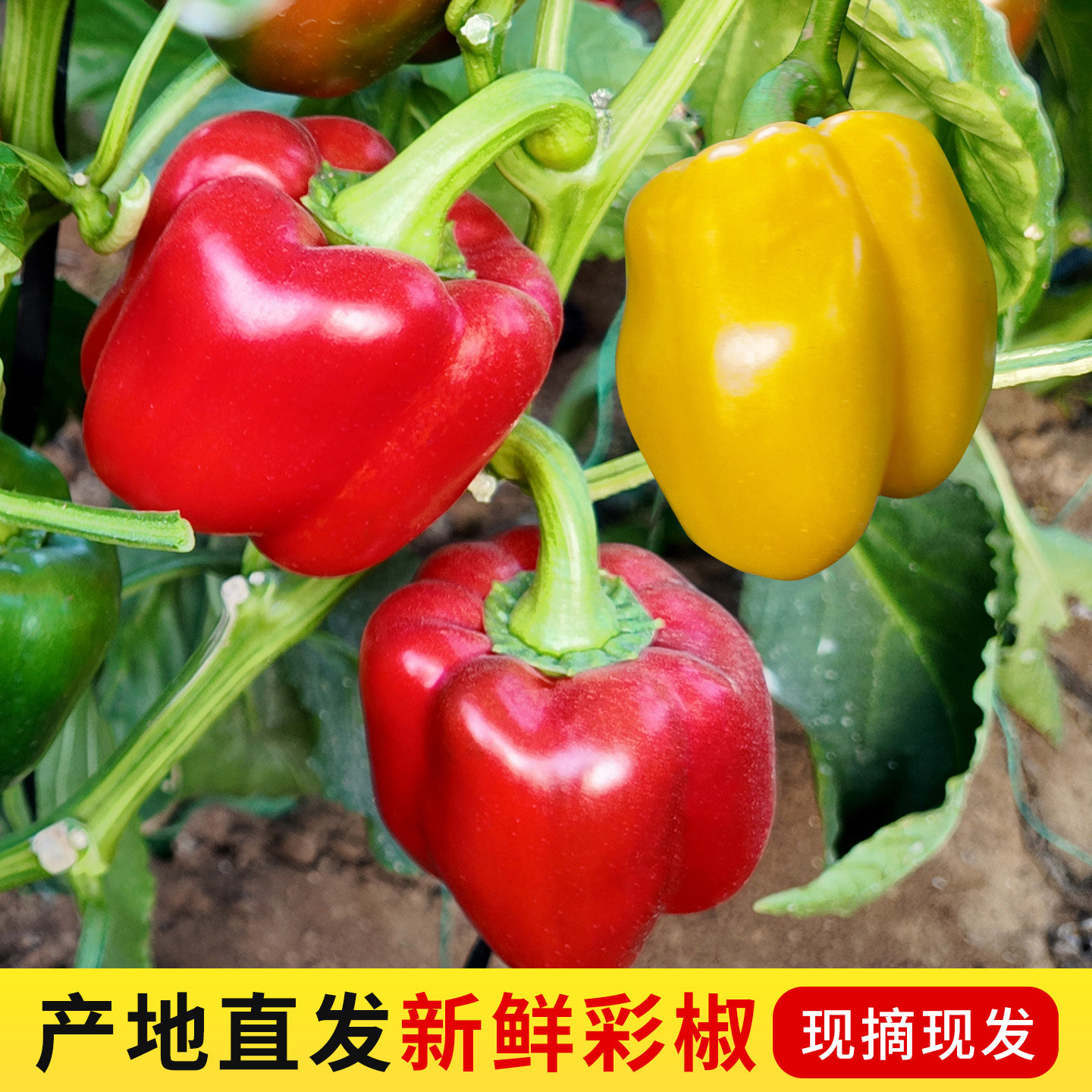 山东莘县新鲜现摘五彩水果甜椒不辣可生吃脆甜绿色红黄灯笼椒,水产肉类/新鲜蔬果/熟食,辣椒,淘宝优惠券,粉丝福利购,淘宝优惠卷