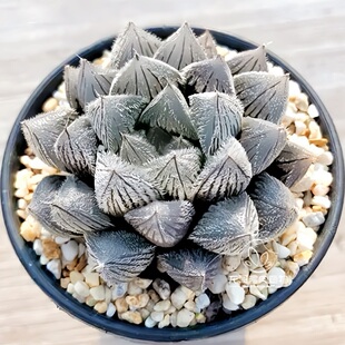 紫绘卷玉露 原始玉露十二卷 多肉植物绿植盆栽 一物一拍
