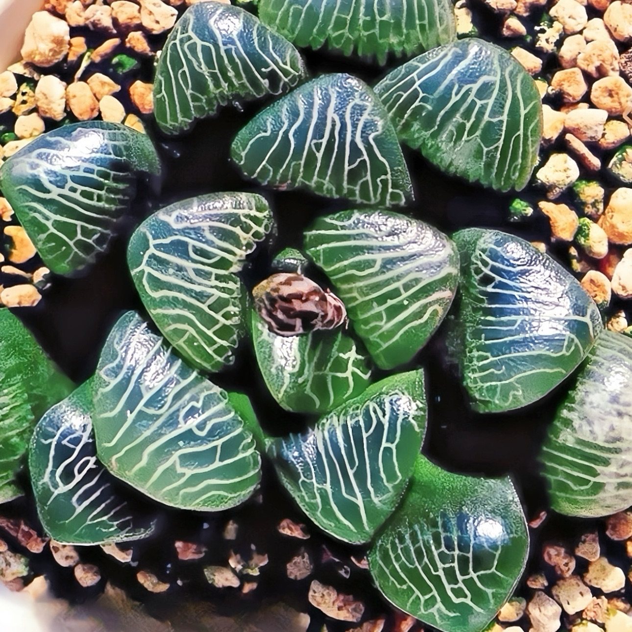 JP克 三笠山 珍珠云 天满宫 仙农玉露十二卷多肉一物一拍,鲜花速递/花卉仿真/绿植园艺,多肉植物,淘宝优惠券,粉丝福利购,淘宝优惠卷