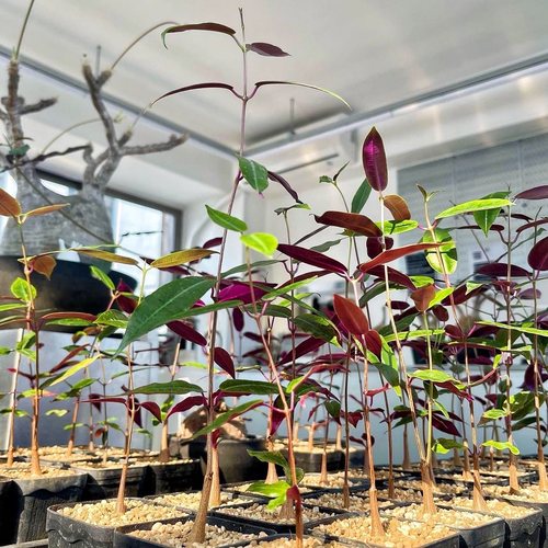 【顺丰】紫背萝藦 Petopentia natalensis 块根多肉植物 室内盆栽