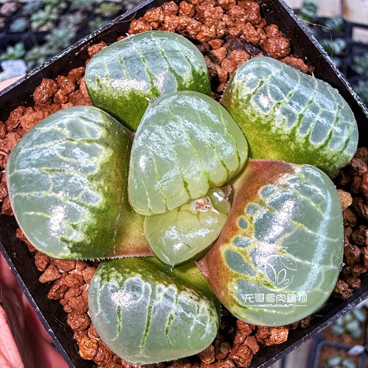 水晶葡萄克 丸叶 玉露十二卷多肉植物绿植盆栽 一物一拍