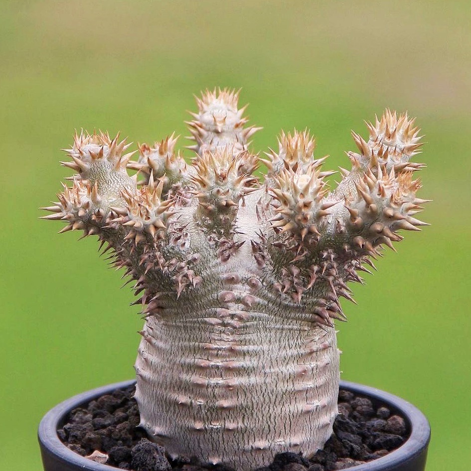 西巴女王 Pachypodium densiflorum多肉植物块根一物一拍