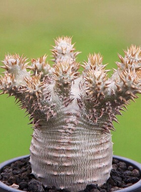 西巴女王Pachypodium densiflorum多肉植物块根一物一拍