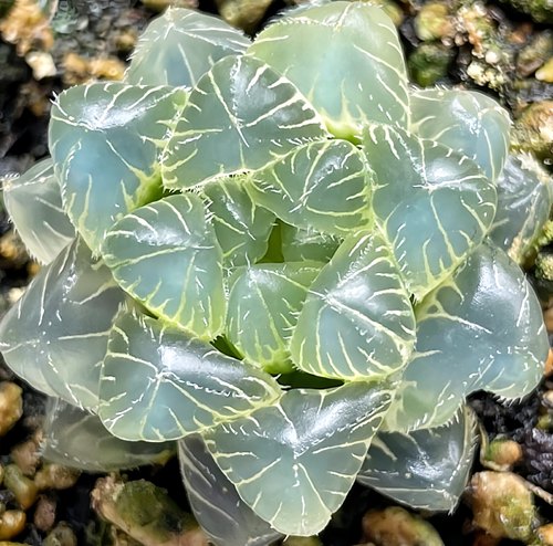 【顺丰】蓝镜玉露锦 赤线玉露锦 玉露十二卷多肉植物盆栽一物一拍