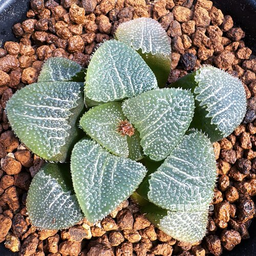 GM261 原始贝叶克里克特玉露十二卷多肉植物盆栽一物一拍