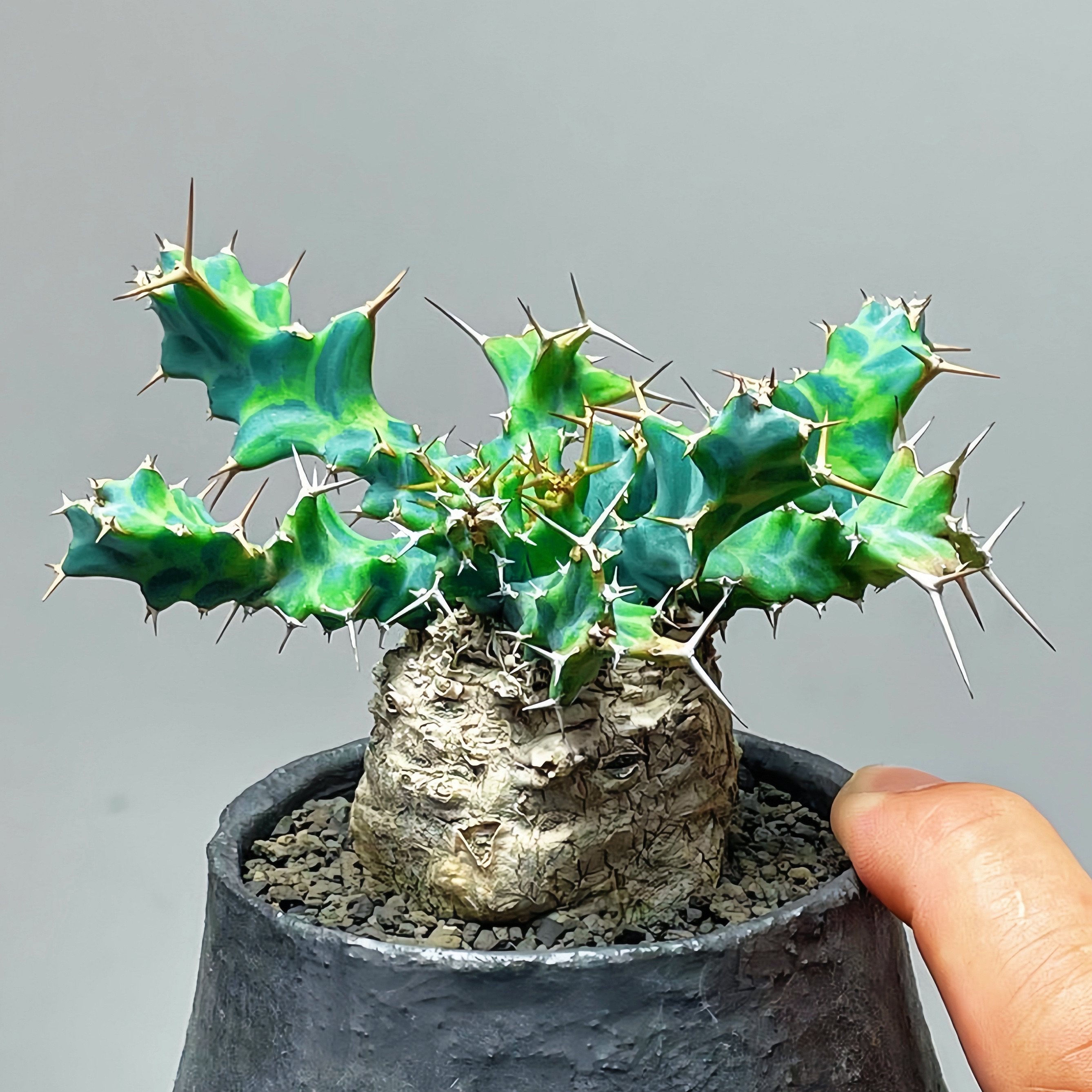 【顺丰】蓝丝绒大戟 Euphorbia clavigera var blue 块根多肉