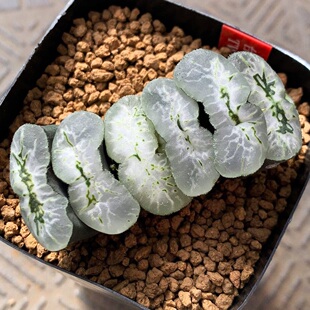 优选实生玉扇 籽播选拔 玉露十二卷多肉绿植盆栽一物一拍