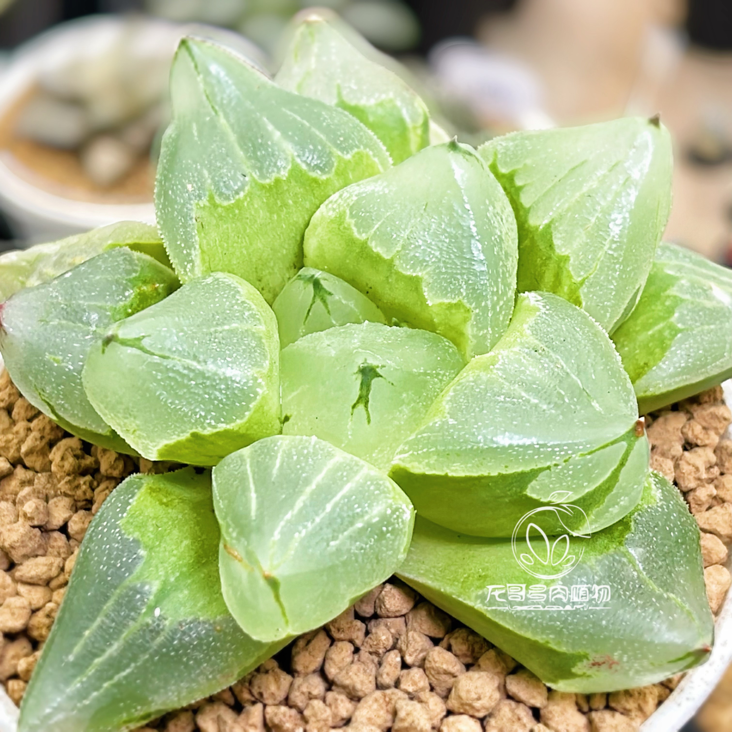 【顺丰】冰城寿 背窗通透 玉露十二卷多肉植物绿植盆栽 一物一拍