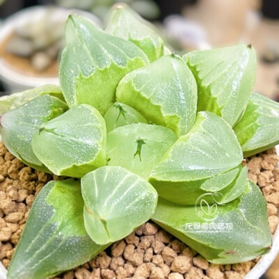 冰城寿 背窗通透 玉露十二卷多肉植物绿植盆栽 一物一拍