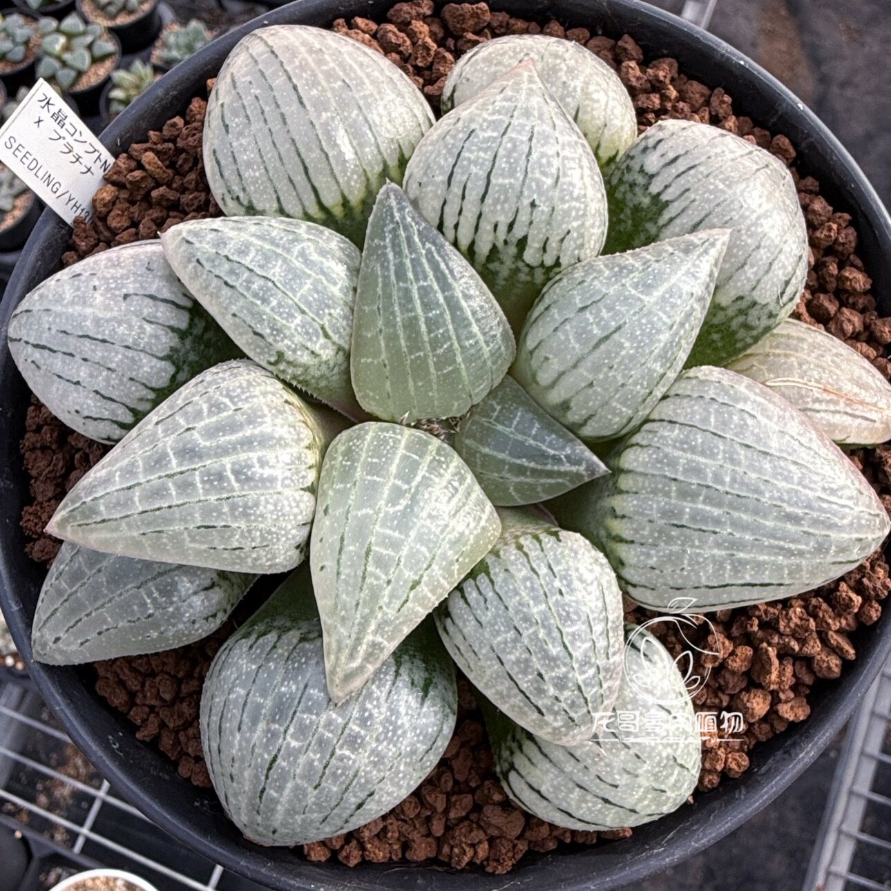 日输入 水晶康平101 x 铂金 玉露十二卷多肉植物绿植盆栽