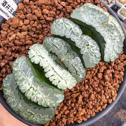 酒井玉扇 透窗白绿纹 玉露十二卷多肉植物盆栽 一物一拍