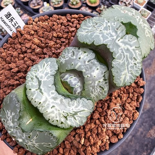 酒乐玉扇 写乐系 厚叶 玉露十二卷多肉植物盆栽一物一拍