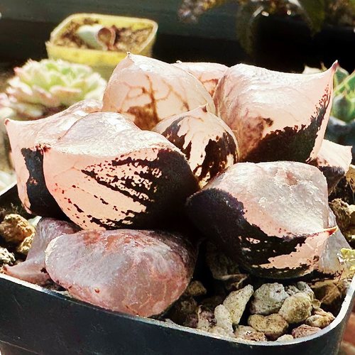 冰皇寿 全窗变异寿 玉露十二卷多肉绿植物 盆栽一物一拍
