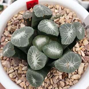 欧若拉万象 极光女神 玉露十二卷多肉植物盆栽 一物一拍 带盆发货