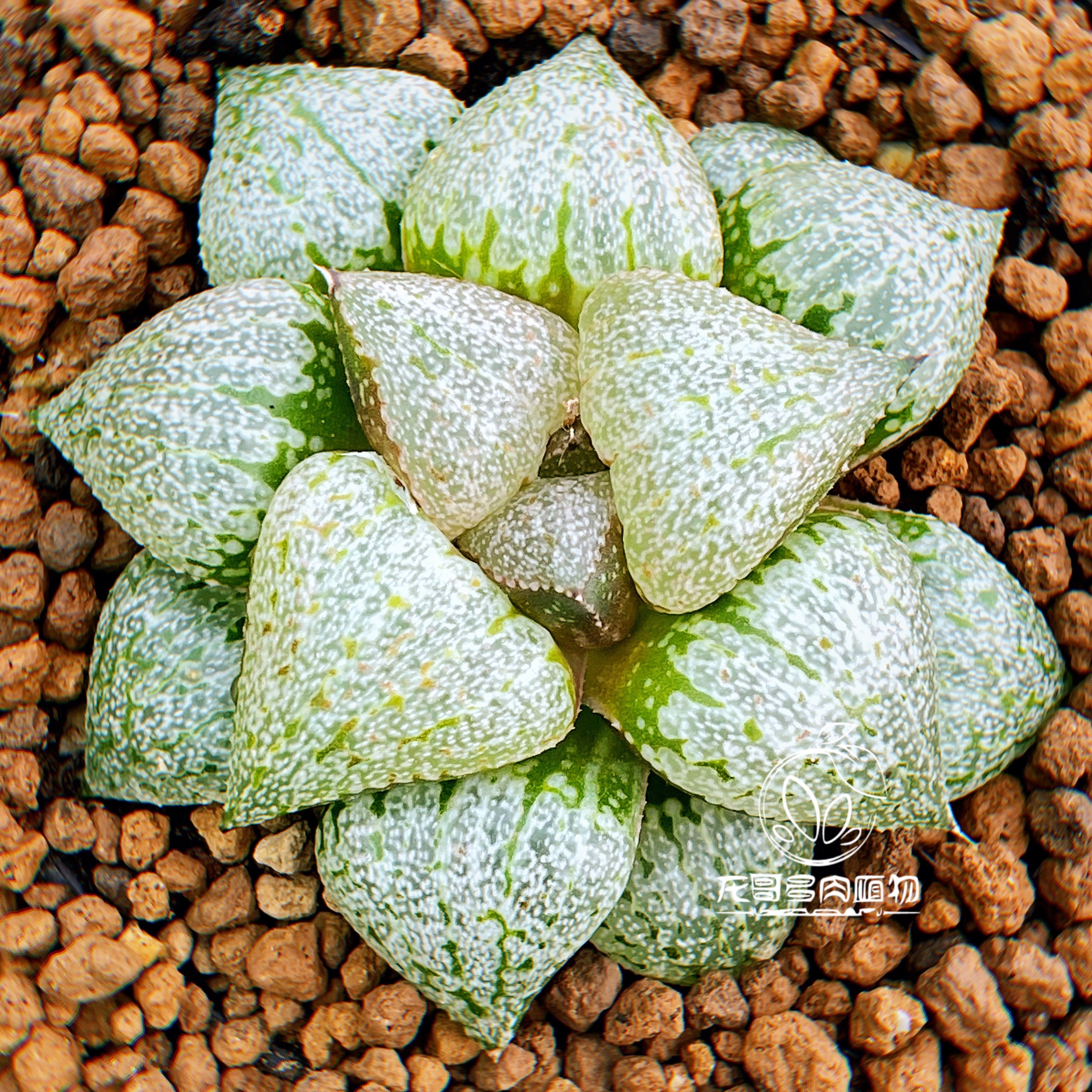 【顺丰】婚纱白银寿 玉露十二卷 龙哥多肉植物绿植盆栽 一物一拍