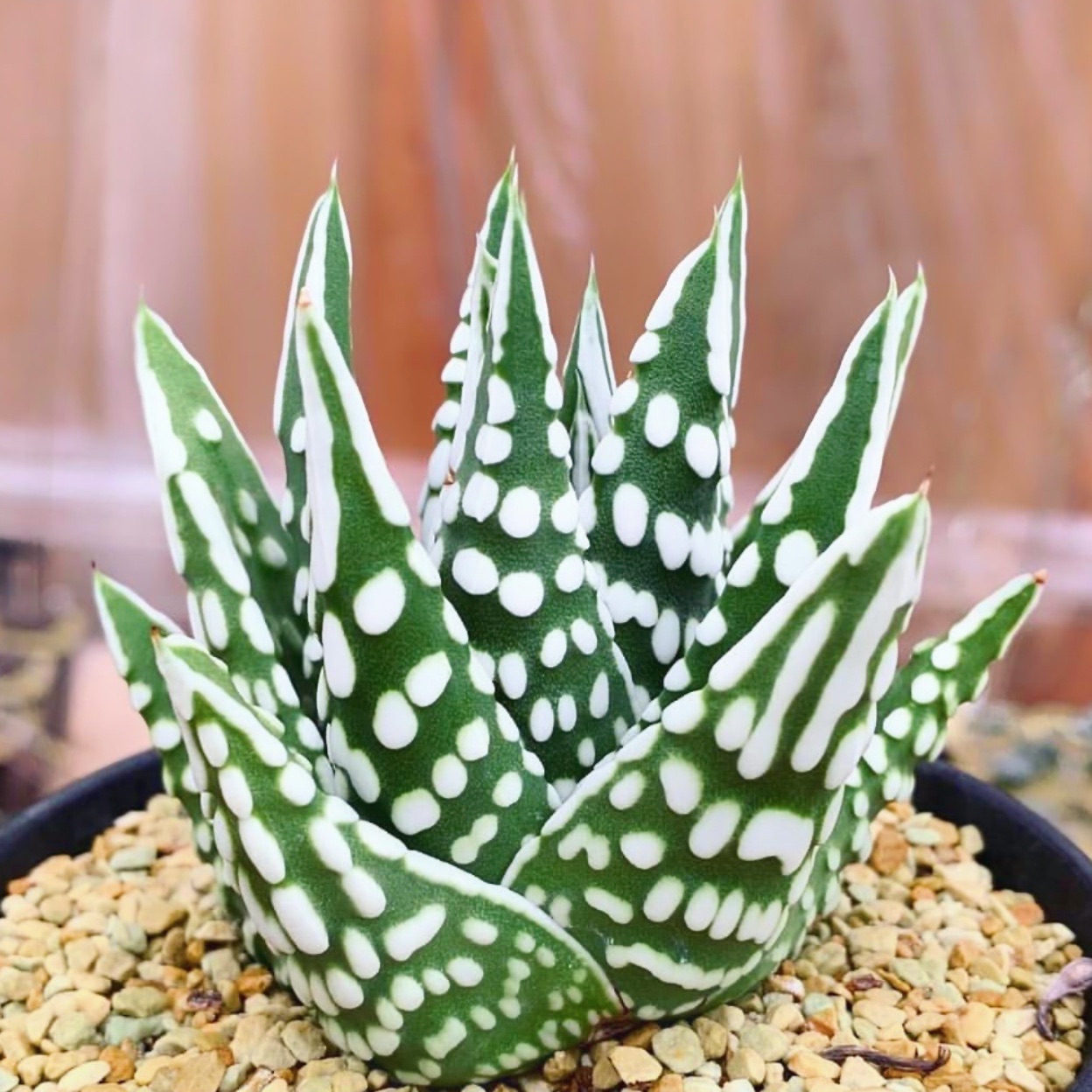 【顺丰】天使之泪 硬叶玉露十二卷 多肉植物绿植盆栽 一物一拍