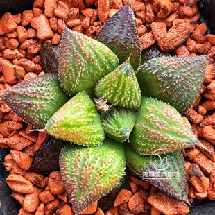 优选实生寿十二卷 实生选拔 玉露十二卷多肉植物一物一拍