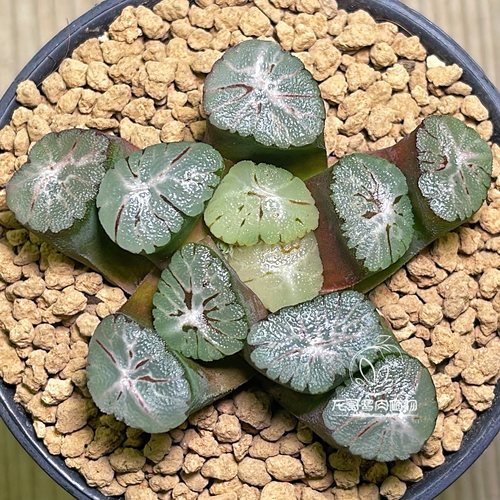 【顺丰】大紫万象 玉露十二卷 龙哥多肉植物绿植盆栽 一物一拍