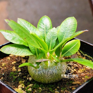 潮流块根 象牙宫龟甲龙厚敦菊沙漠玫瑰惠比象足漆树多肉