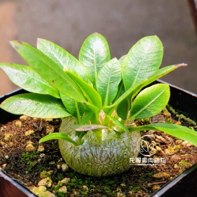 潮流块根 象牙宫龟甲龙厚敦菊沙漠玫瑰惠比象足漆树多肉