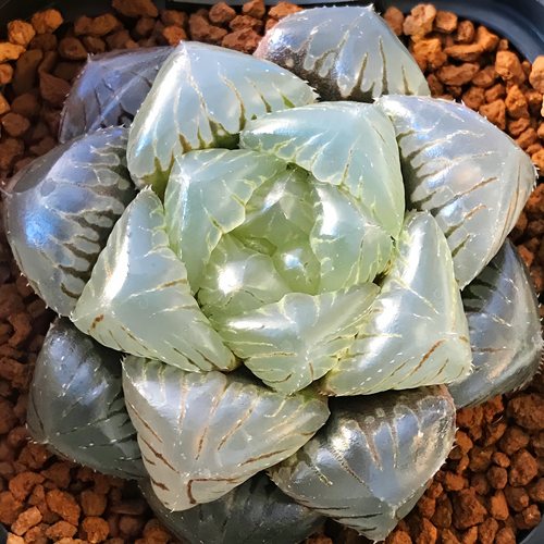 糯玉露 糯米玉露十二卷 龙哥多肉绿植盆栽 一物一拍