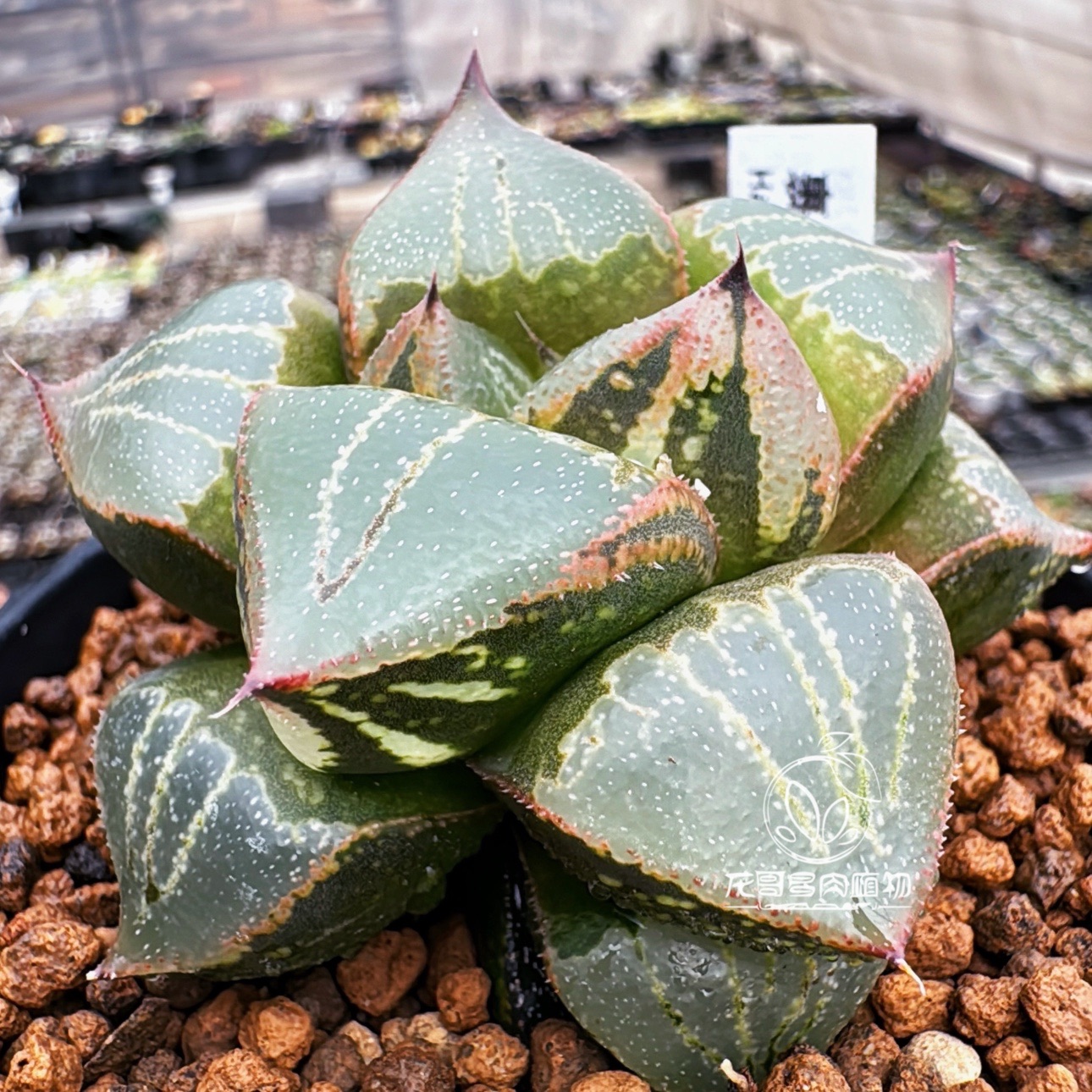 【顺丰】裹班若x青蟹 叶尖可晒红玉露十二卷多肉植物盆栽一物一拍