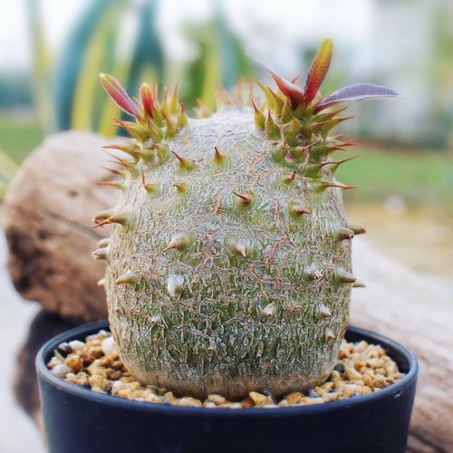 魔界玉 pachypodium makayense块根多肉植物盆栽一物一拍