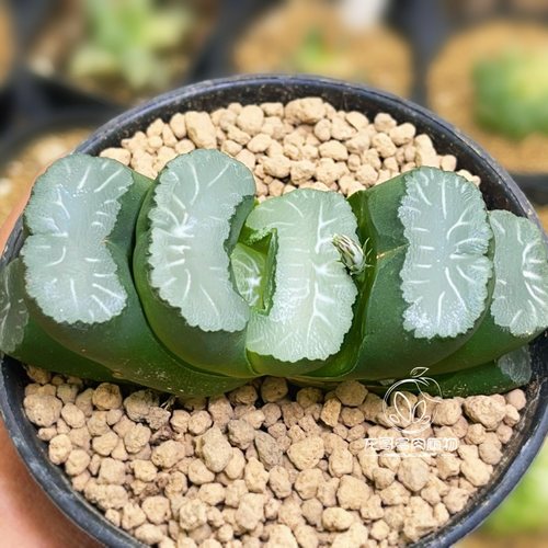 白亚玉扇 厚叶大窗 玉露十二卷多肉植物盆栽 一物一拍