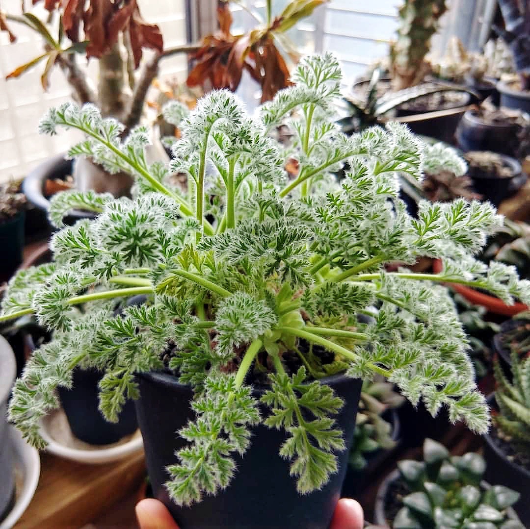 【顺丰】羽叶洋葵 Pelargonium APP 块根多肉植物盆栽 一物一拍