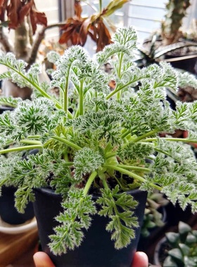 羽叶洋葵 Pelargonium APP 块根多肉植物盆栽 一物一拍