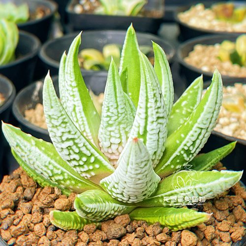 【顺丰】皇帝 硬叶玉露十二卷 龙哥多肉植物绿植盆栽 一物一拍