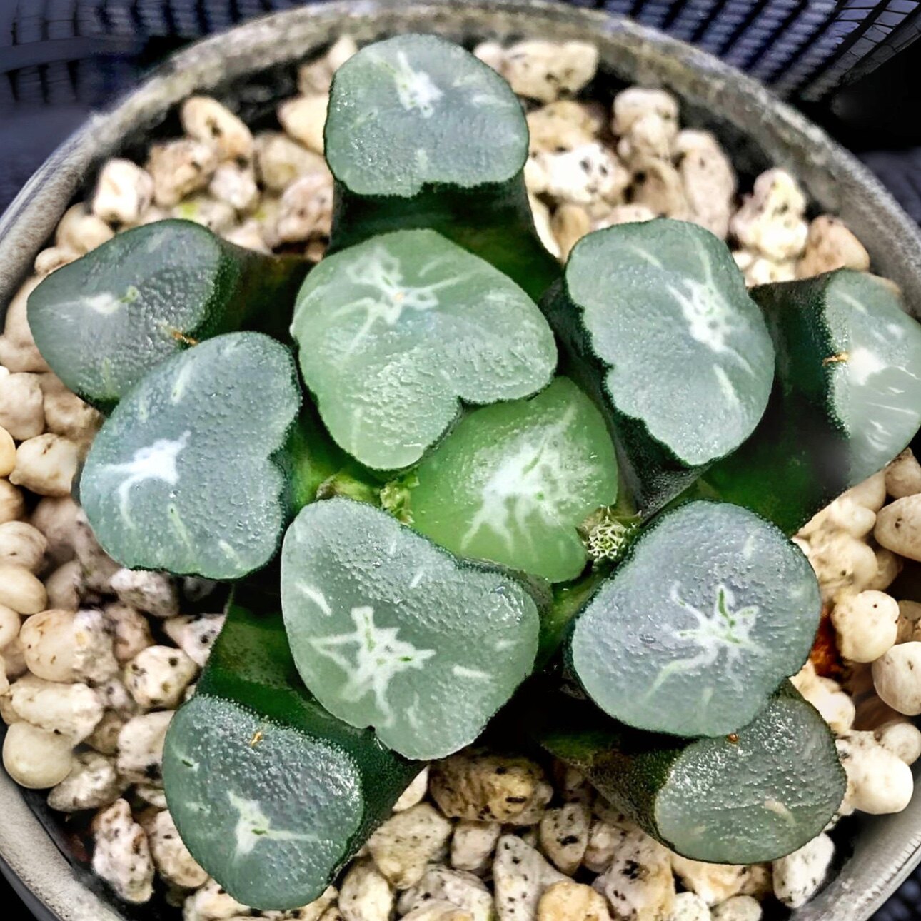 卡罗拉万象 ms金子 玉露十二卷多肉植物绿植盆栽 一物一拍 包邮