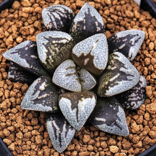 优选实生寿十二卷 实生选拔 玉露十二卷多肉植物一物一拍