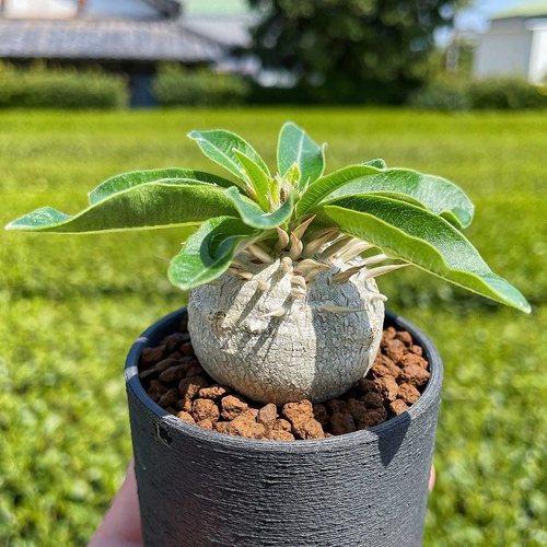 惠比大黑P brevicaule x densiflorum块根多肉一物一拍