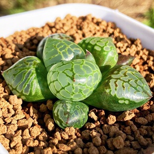 优选实生寿十二卷 实生选拔 玉露十二卷多肉植物一物一拍