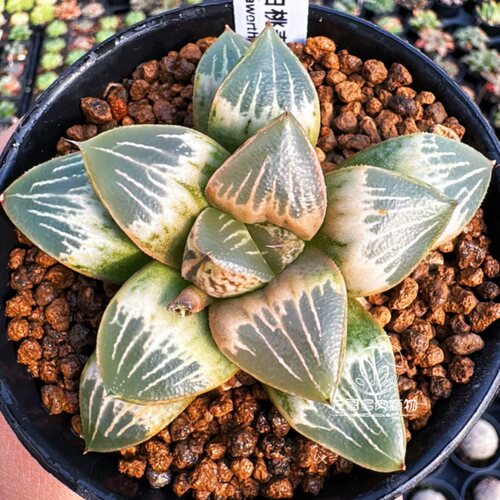 白桃寿 玉露十二卷 多肉植物室内绿植盆栽 一物一拍