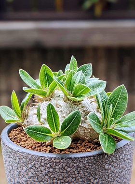惠比须笑 Pachypodium brevicaule 块根多肉植物一物一拍
