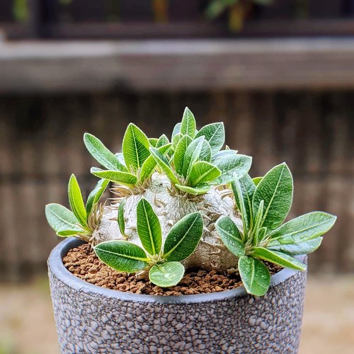 惠比须笑 Pachypodium brevicaule 块根多肉植物一物一拍