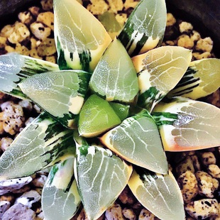 丘比特克锦 克里克特锦 玉露十二卷多肉植物一物一拍