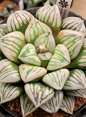 快克 Crack 上条玉露十二卷多肉植物 绿植盆栽 一物一拍