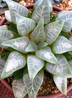 清凉殿 青木叶克康平玉露十二卷 多肉植物盆栽 一物一拍