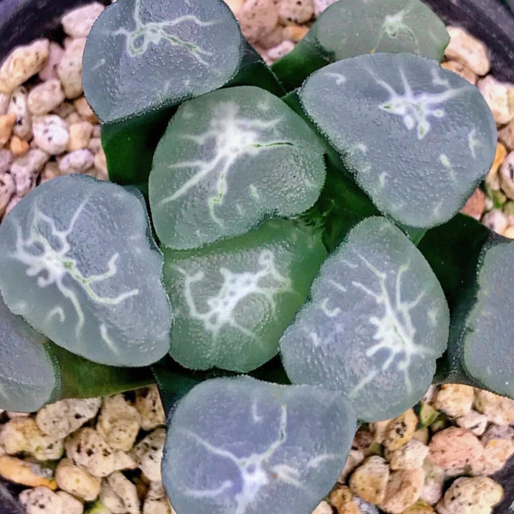 艾格尔万象 ms金子 eiger 玉露十二卷多肉植物绿植盆栽 一物一拍