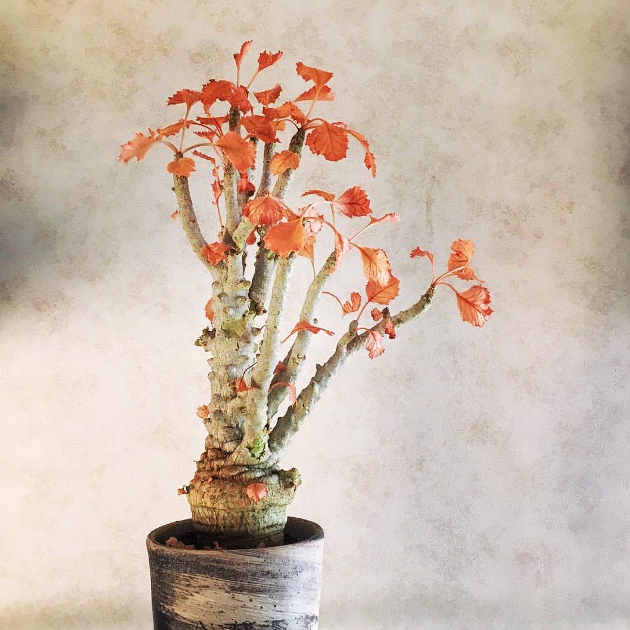 石膏琉桑 dorstenia gypsophila 块根多肉植物盆栽 一物一拍 包邮