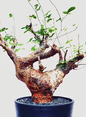 奥比克没药 橄榄 Commiphora orbicularis 块根多肉植物