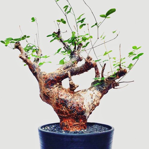 【顺丰】奥比克没药 橄榄 Commiphora orbicularis 块根多肉植物