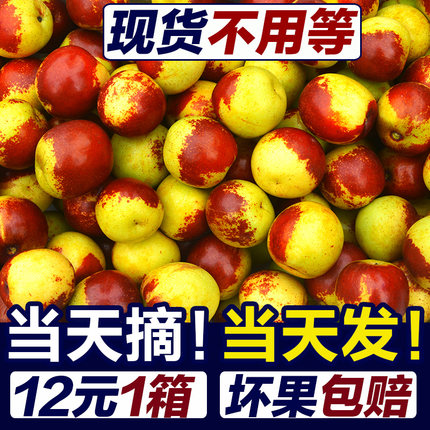 新鲜冬枣5斤山东沾化现摘现发当季水果整箱大枣脆甜枣子新鲜水果