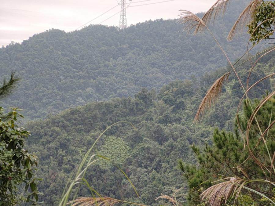 变卖云浮市郁南县宝珠镇大林、大用村委会的林地使用权及林木所有权（详情请查看附件及仔细阅读本竞买公告和竞买须知）