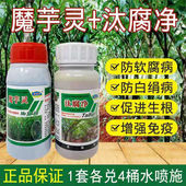 汰腐净魔芋灵魔芋防病药软腐病魔芋专用叶面肥魔芋专用多元 消毒粉