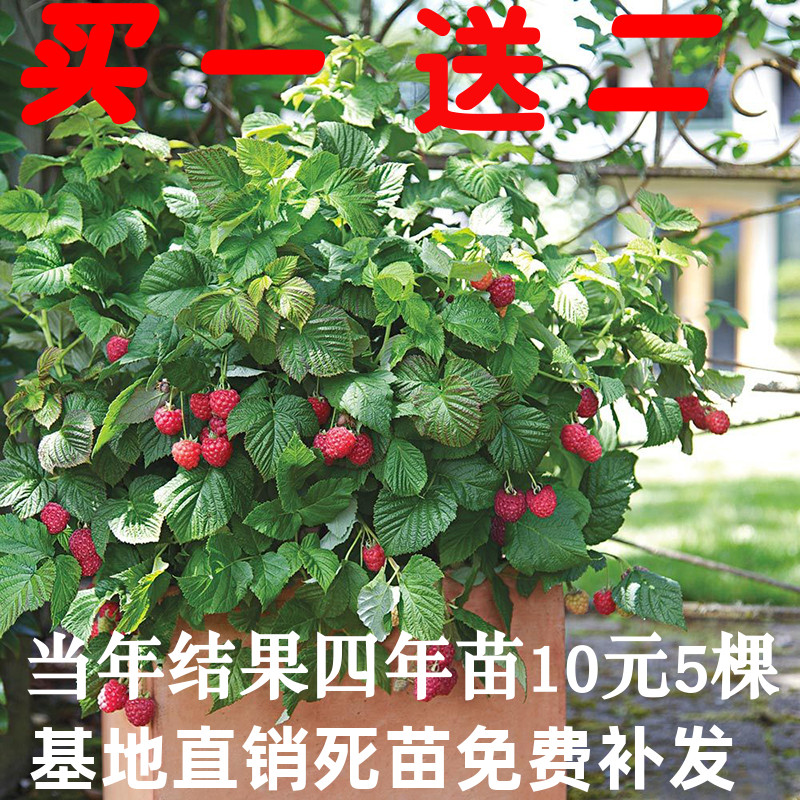 黑树莓苗价格 黑树莓苗图片 星期三 黑树莓苗价格 黑树莓苗图片 星期三