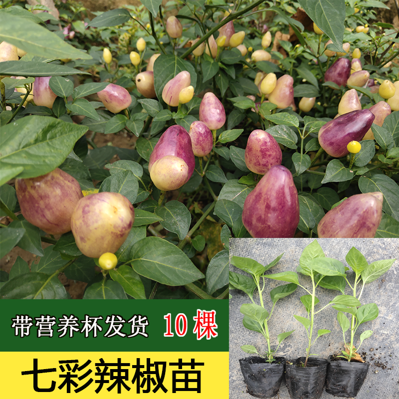 广西七彩椒苗五彩椒辣椒苗泡椒苗阳台盆栽苗带土四季种植灯笼椒苗